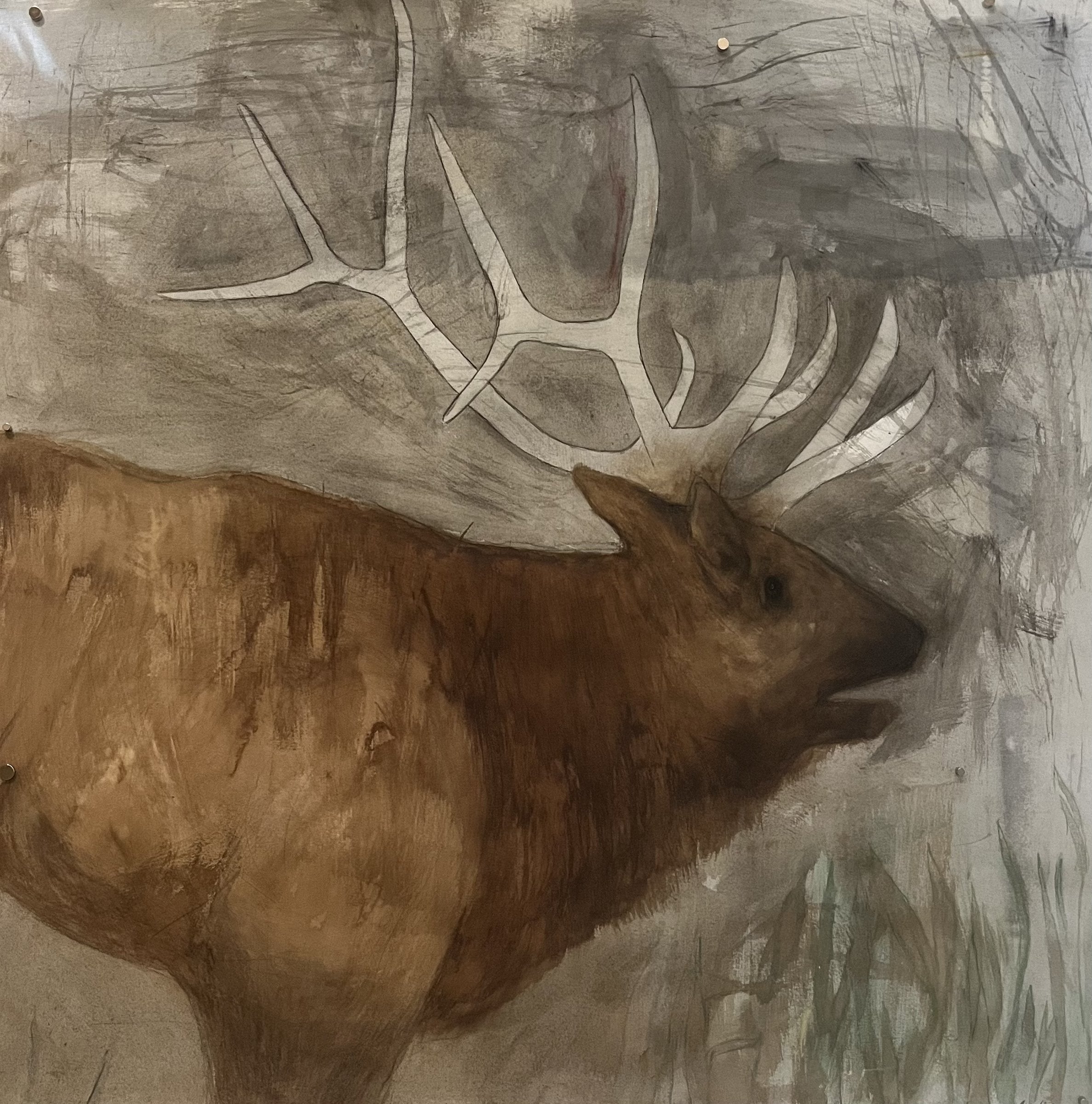 Adult Elk in Winter