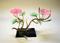 Pink Morning Glory Double Blossoms