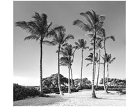 Hawaii Palms #1