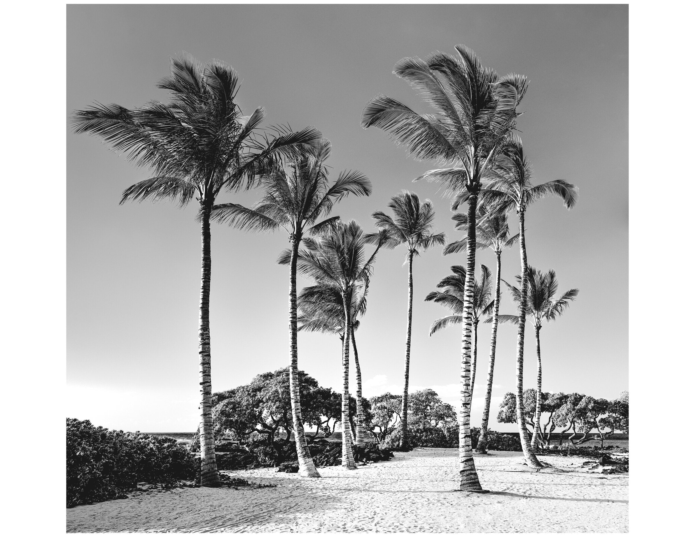Hawaii Palms #1
