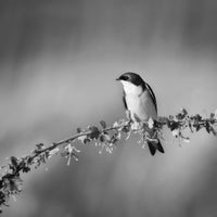 Tree Swallow in La Grande, Oregon