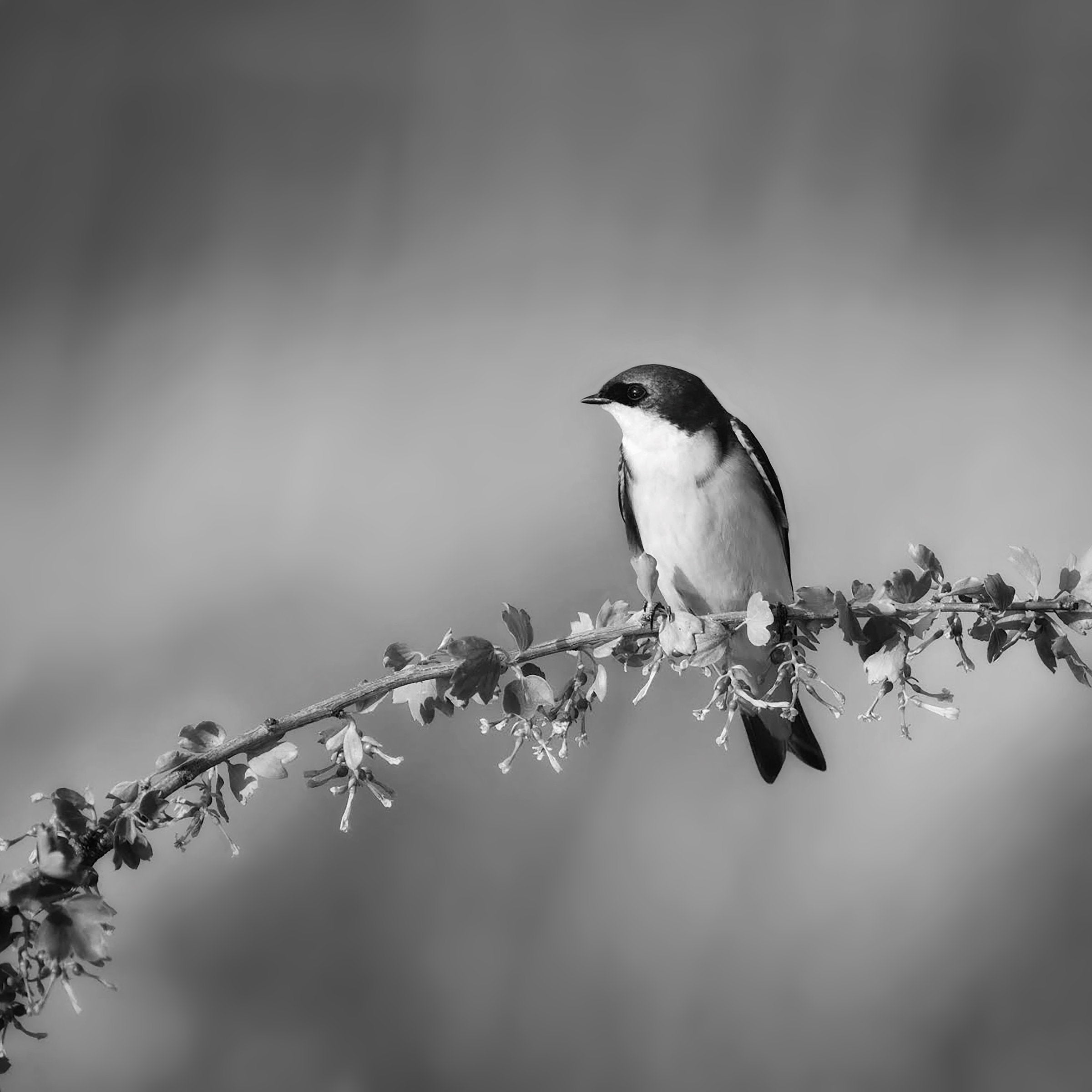 Tree Swallow in La Grande, Oregon
