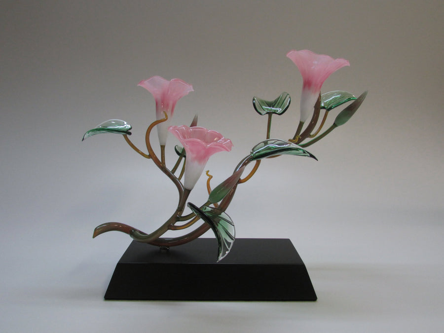 Three Pink Morning Glory Blossoms