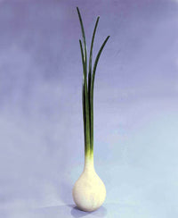 Scallion Coat Rack
