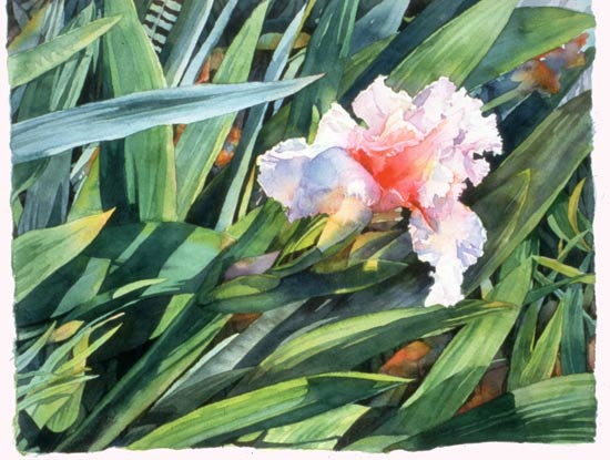 Iris