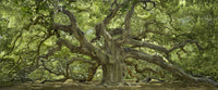 Angel Oak