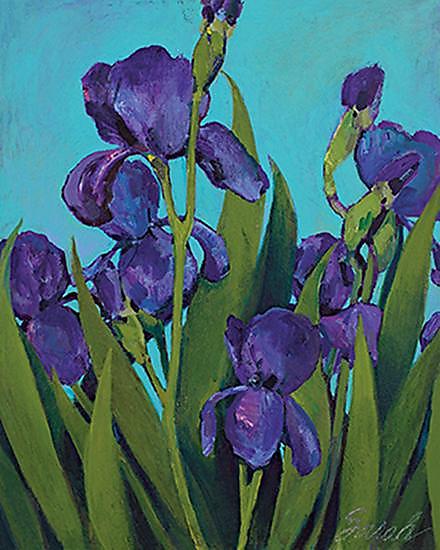 Iris