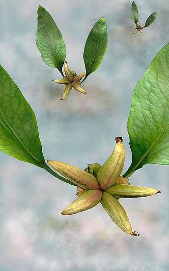 Paeonia Ostii