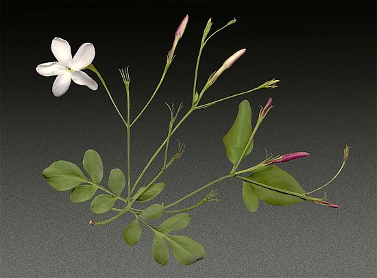Poet's Jasmine