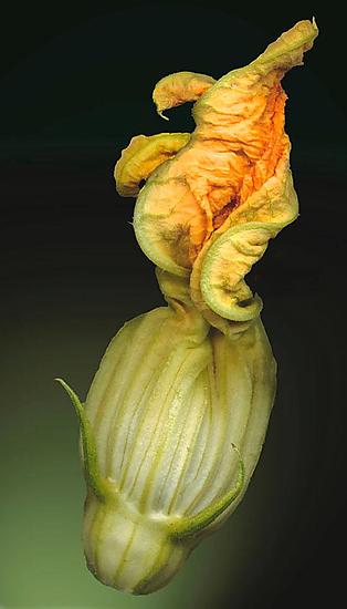 Squash Blossom 007 - Large