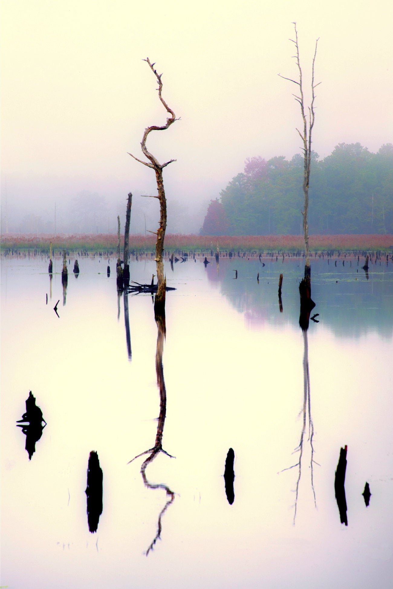 Crooked Tree