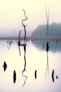 Crooked Tree