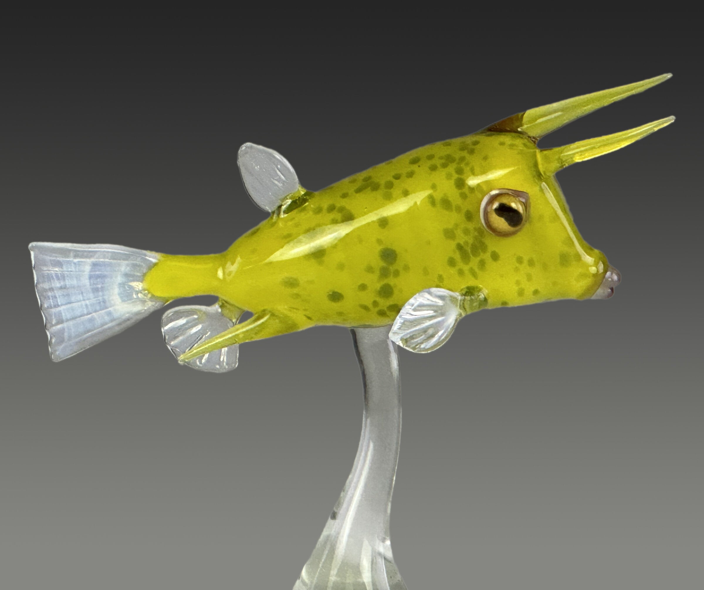 Longhorn Cowfish