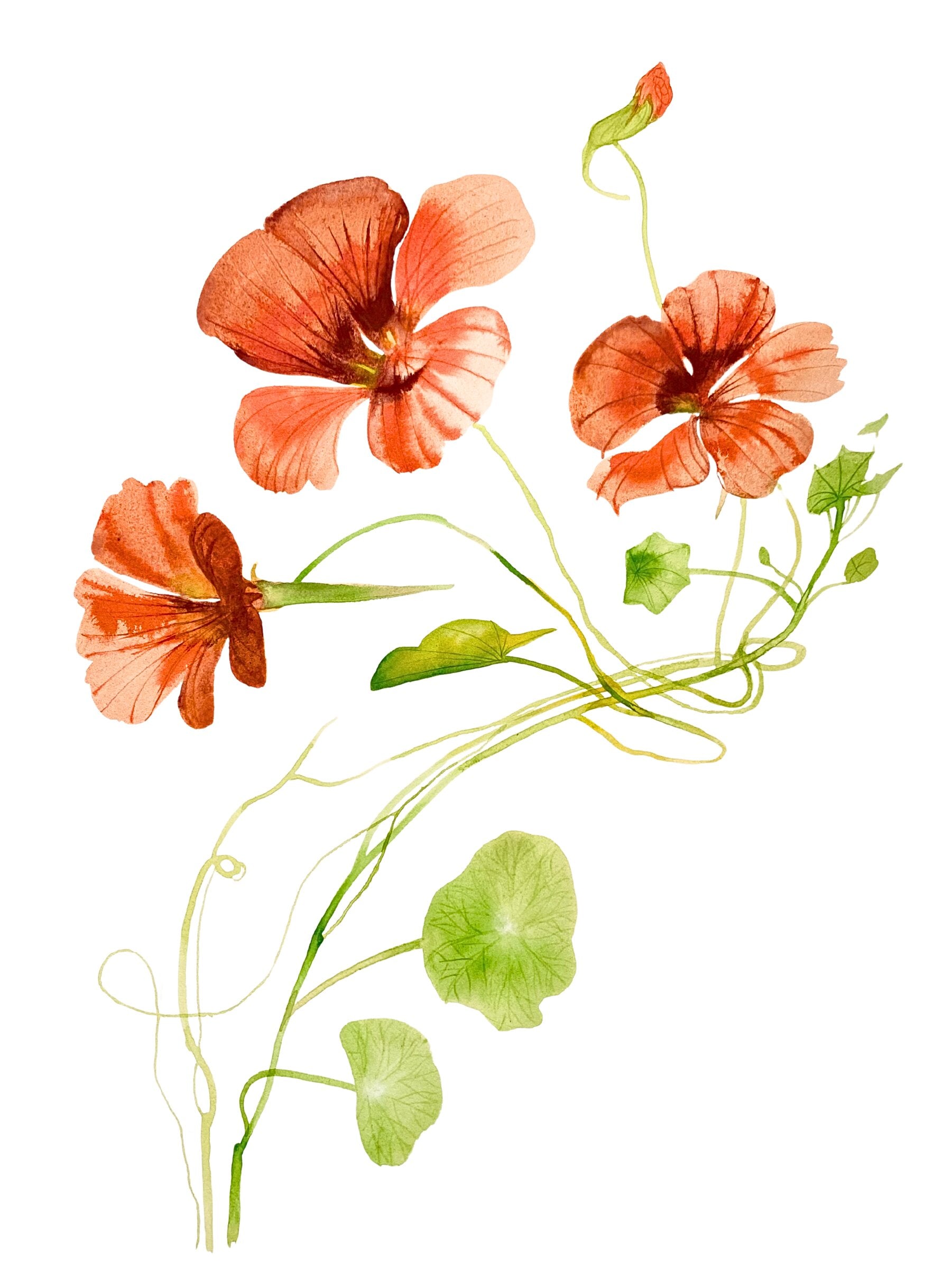 Nasturtium