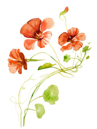 Nasturtium