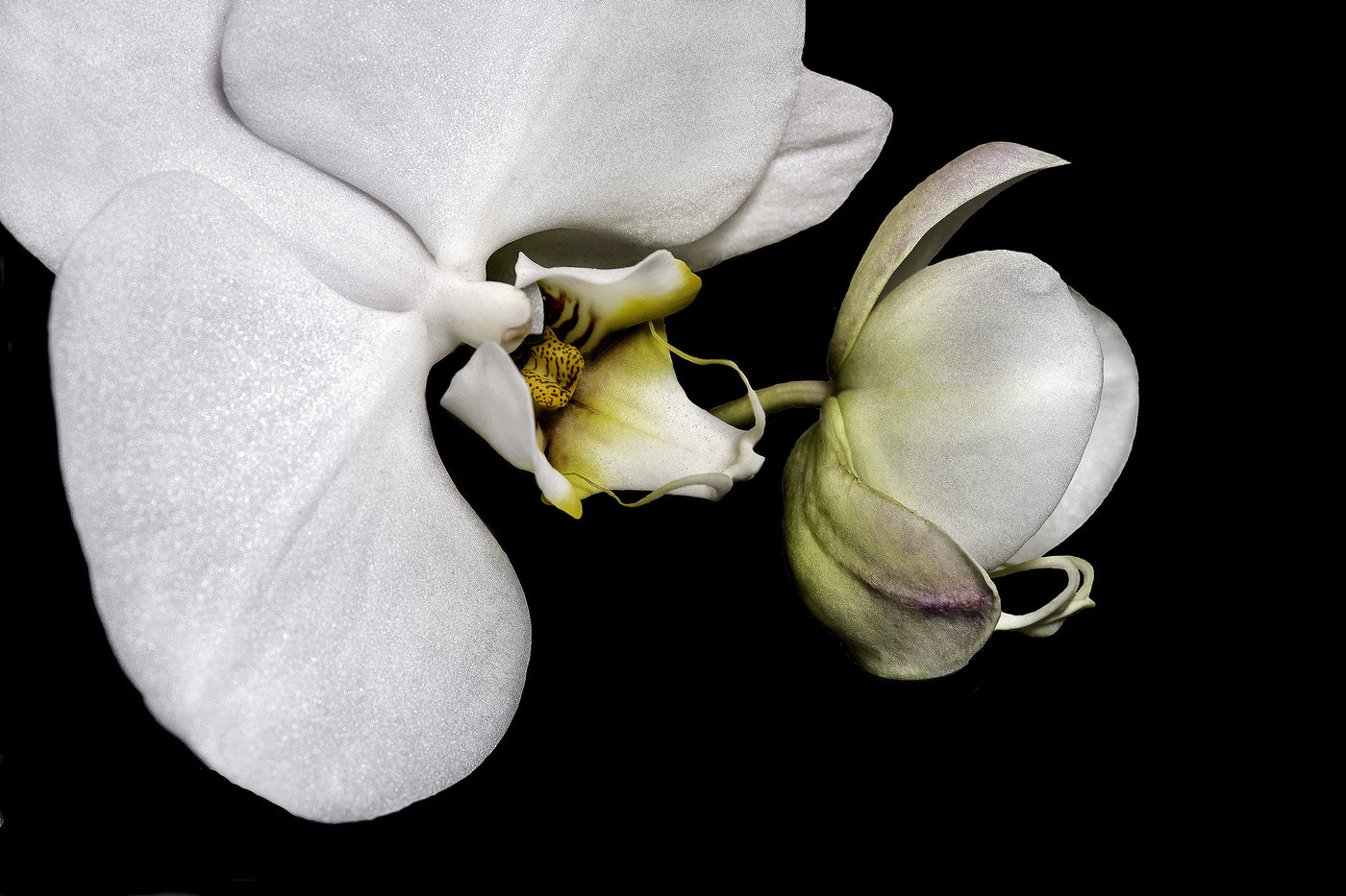 Dancing Orchids