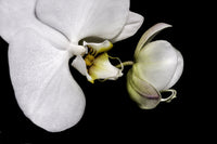 Dancing Orchids