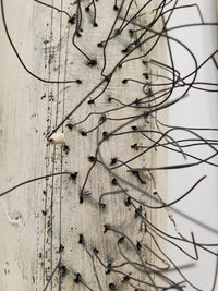 Wiry Pods