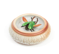 Jeweled Sawtooth Stag Beetle