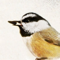 Song of a Mountain Chickadee