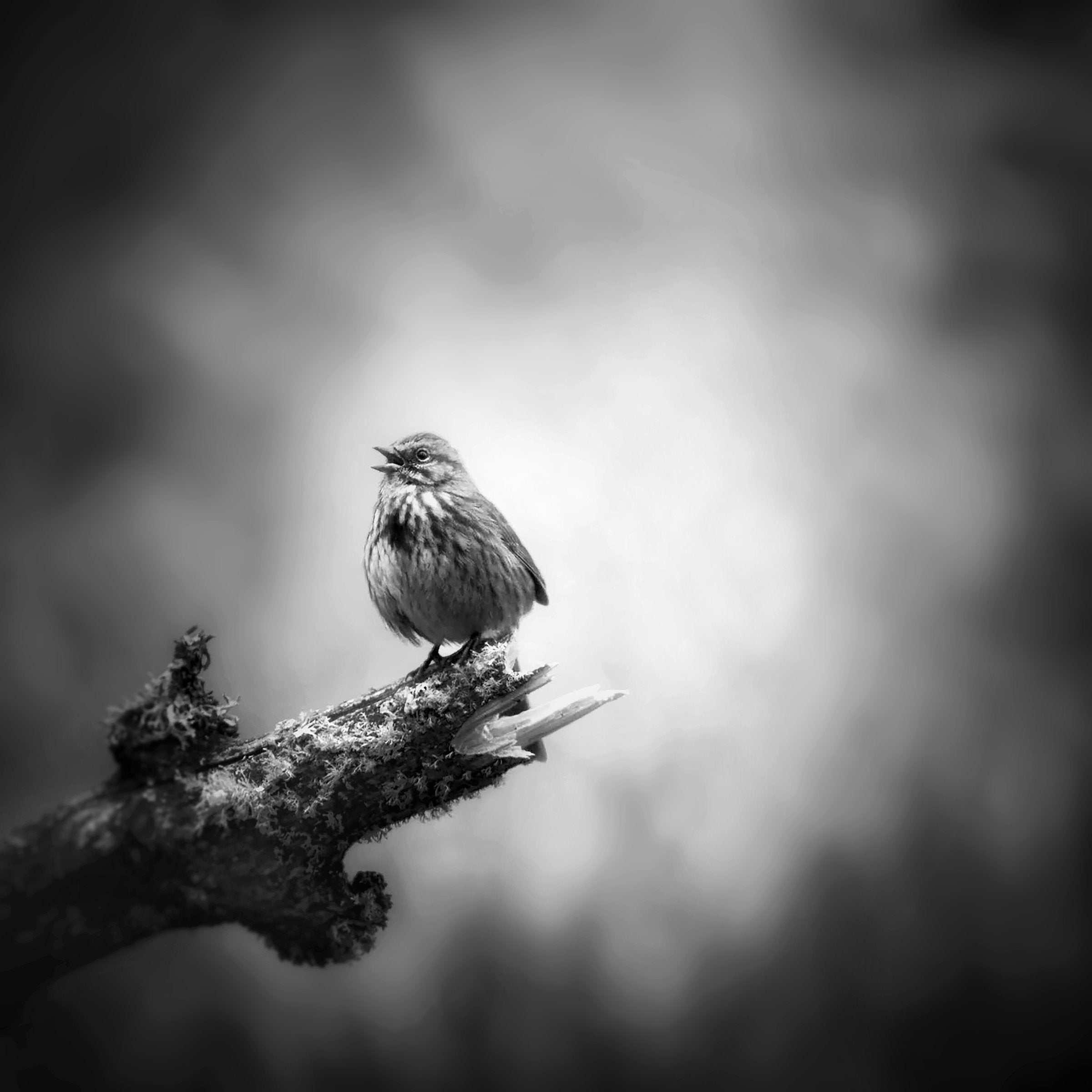 Song Sparrow in Portland, Oregon