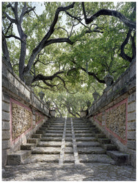 Stairway and Live Oaks