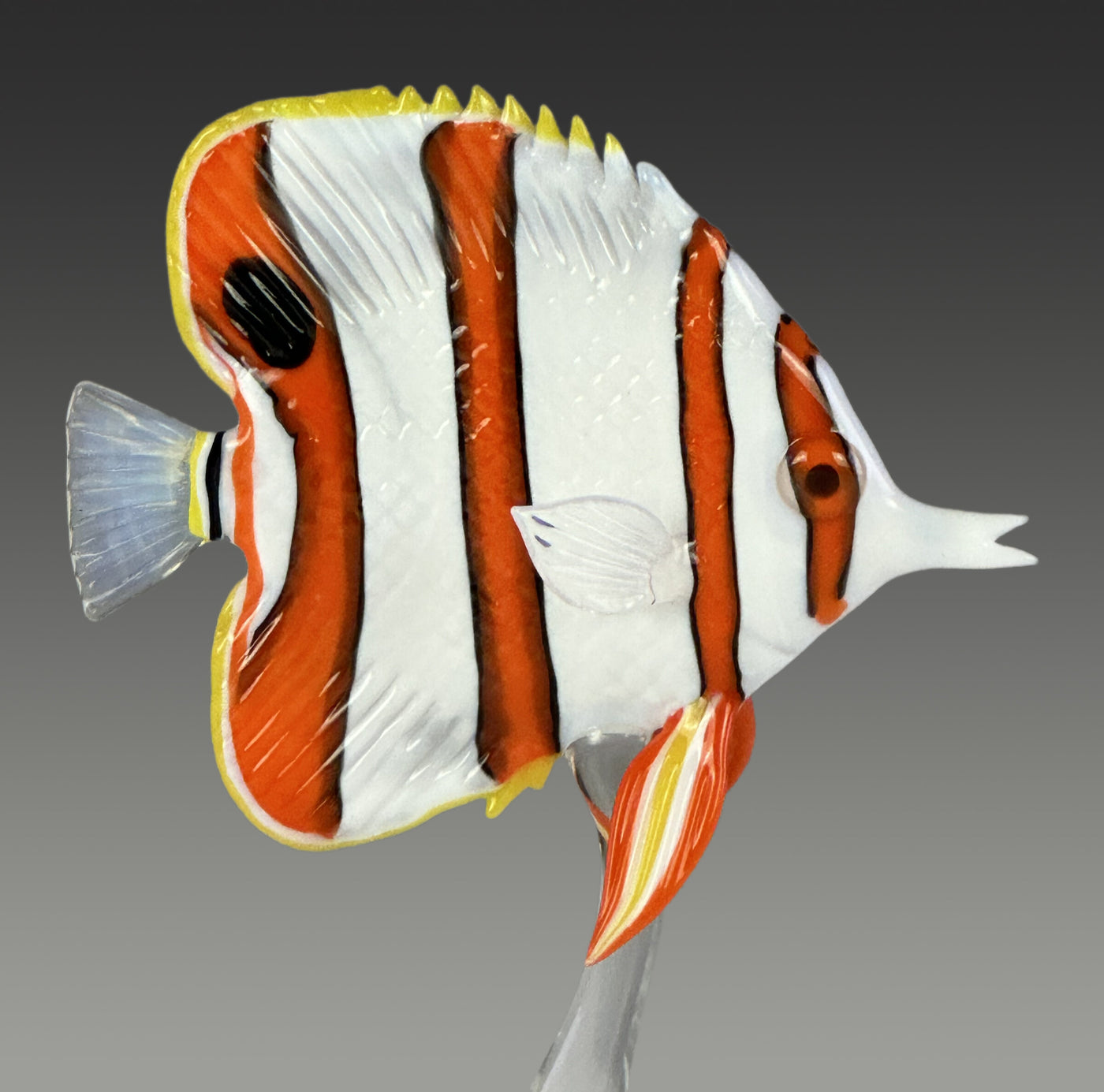 Copperband Butterflyfish II
