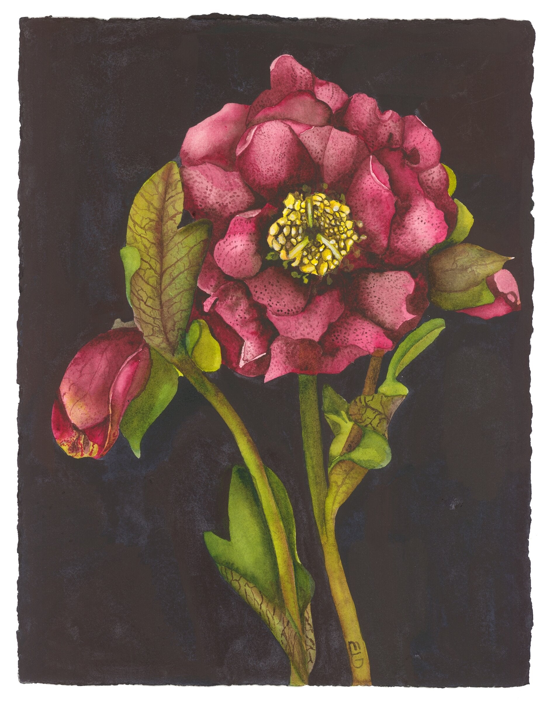 Appalachian Mountain Rose