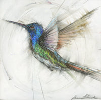 Hummingbird 008