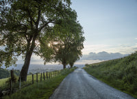 Trees along road at Sunset
