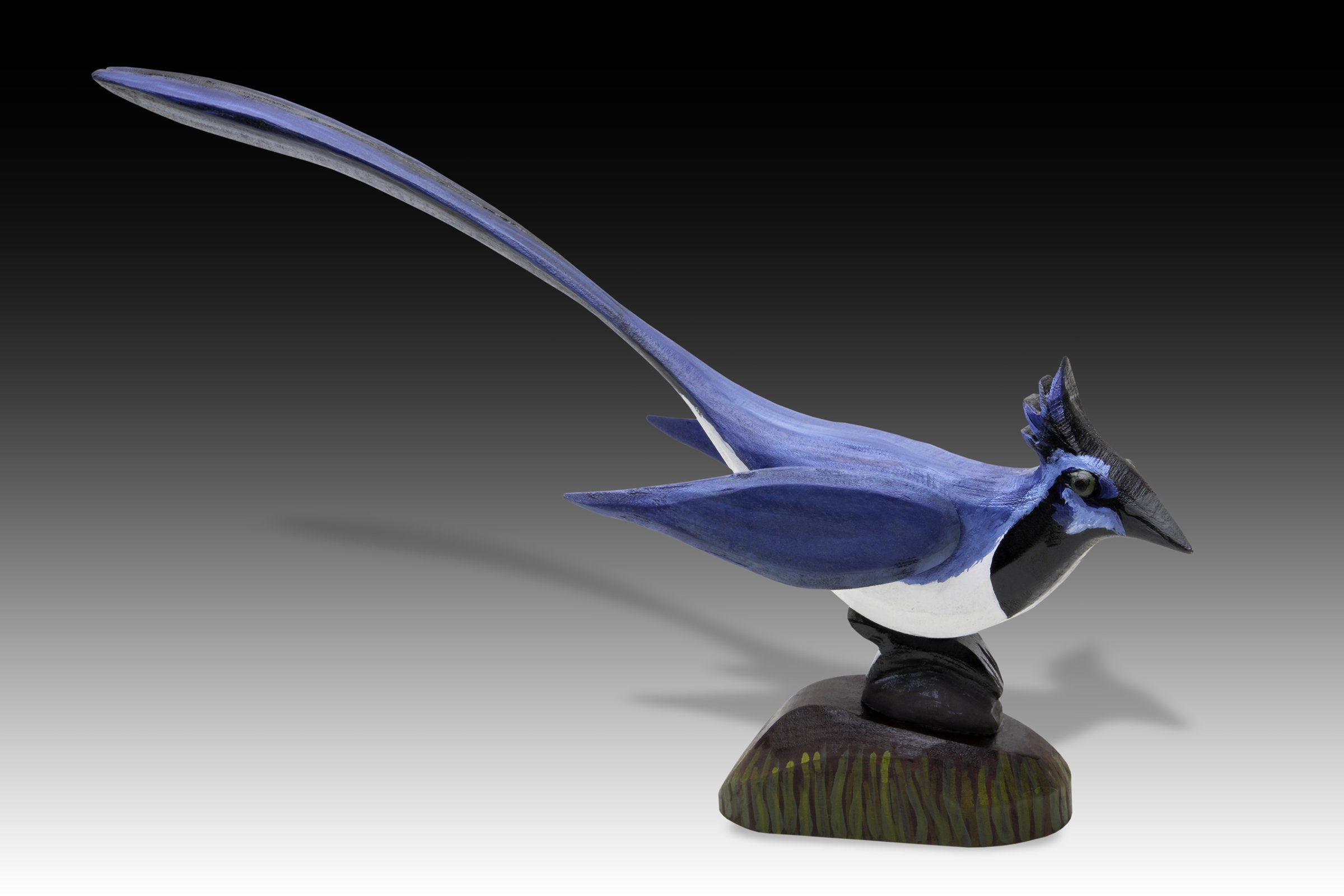 Black Throated Magpie Jay on Hill