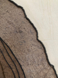 Tree Rings, Variable Edition 1/25