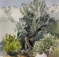 The Spanish Olive Tree