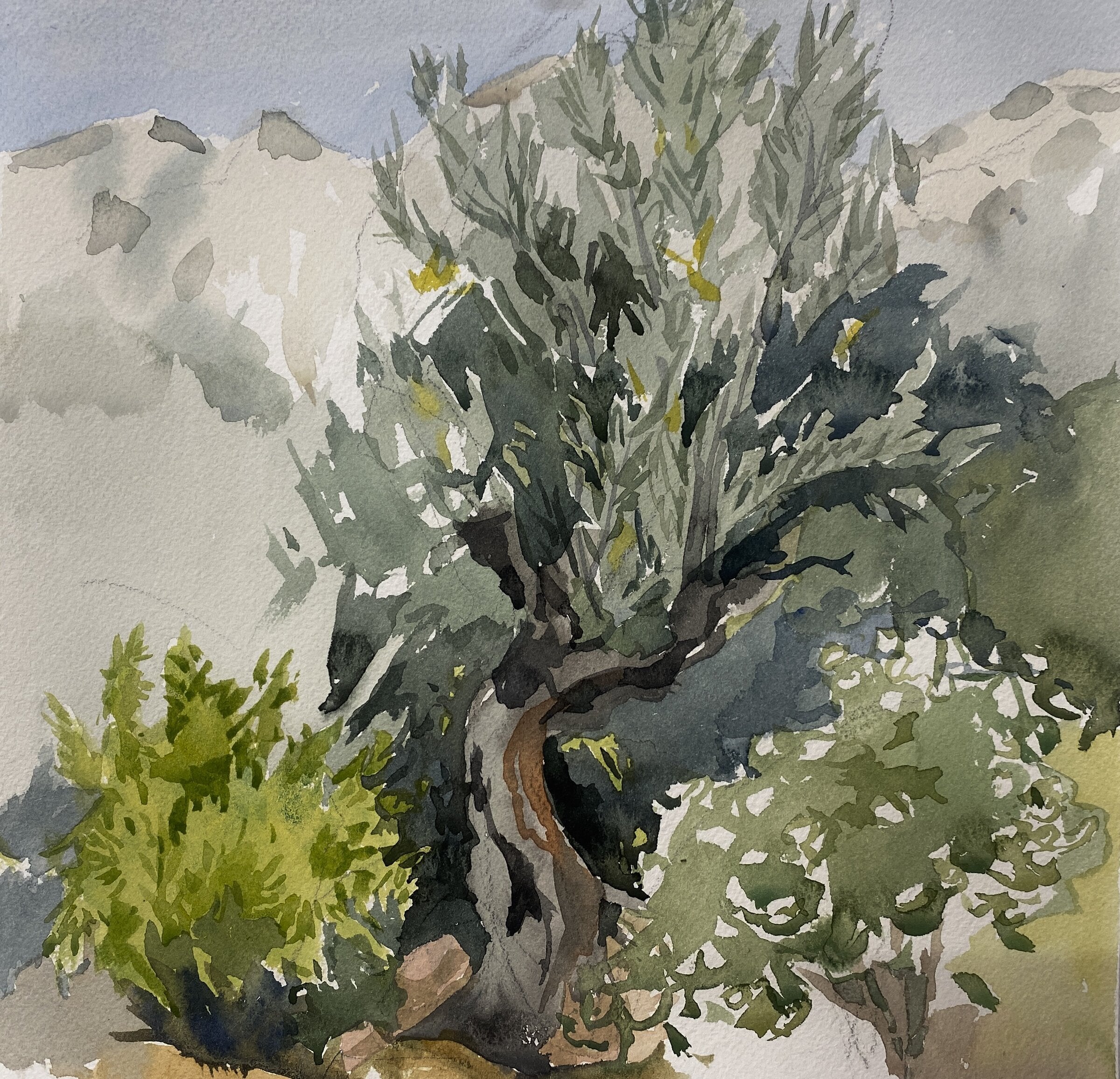 The Spanish Olive Tree