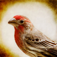 Song of a House Finch