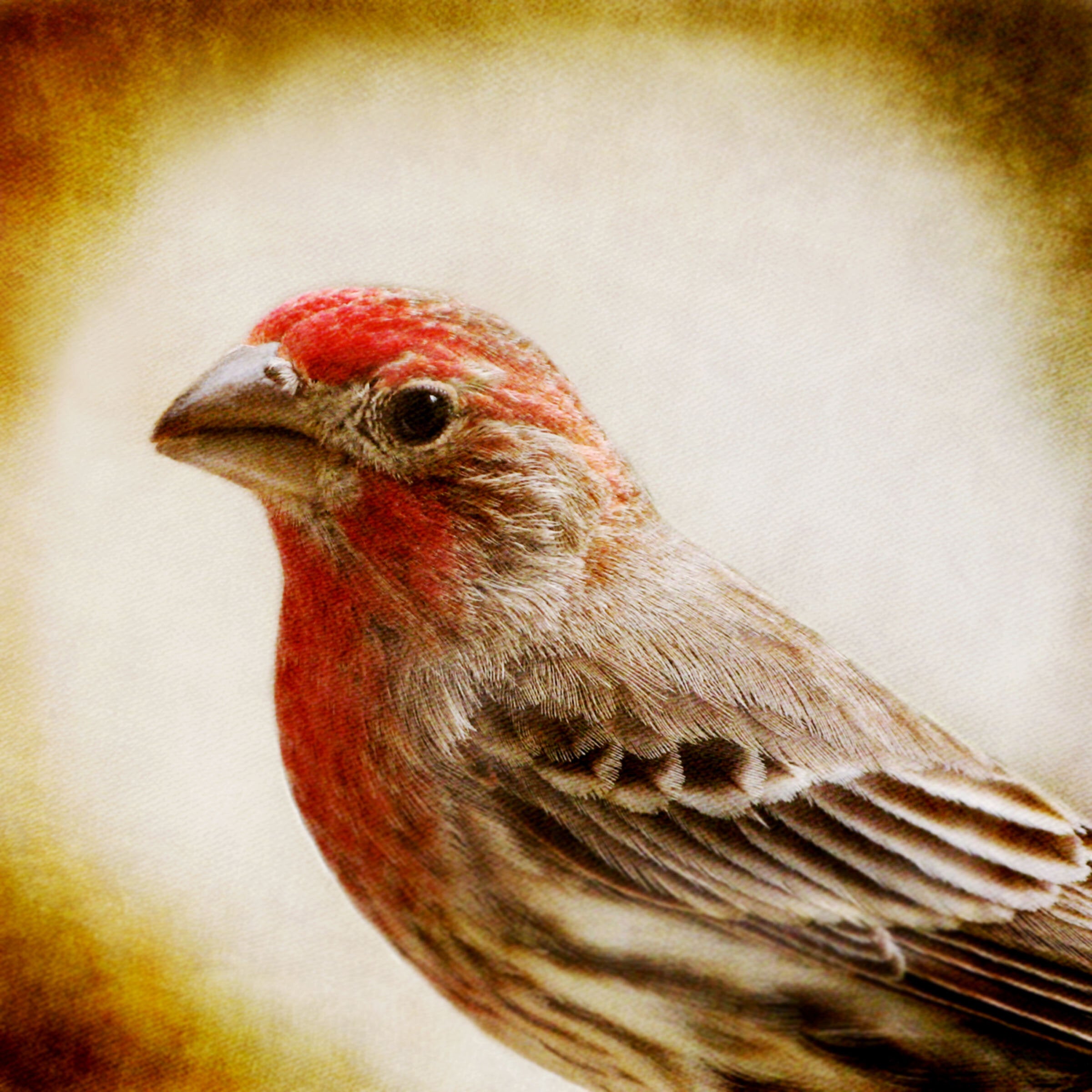 Song of a House Finch