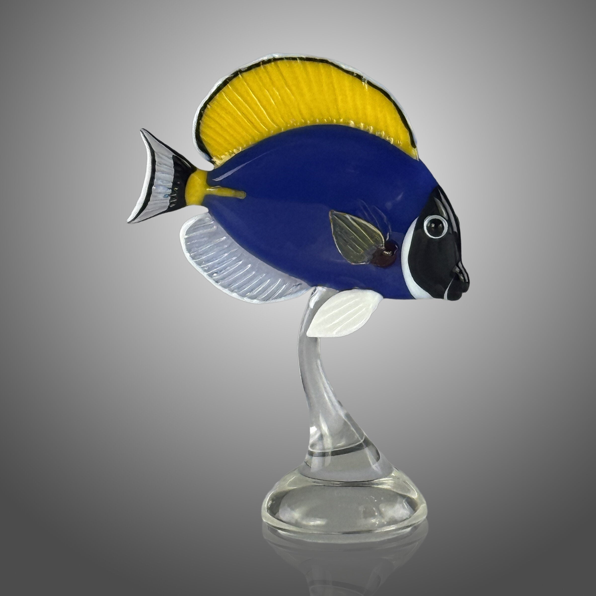 Powder Blue Tang
