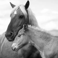 Two Horses III, Padula, Italy