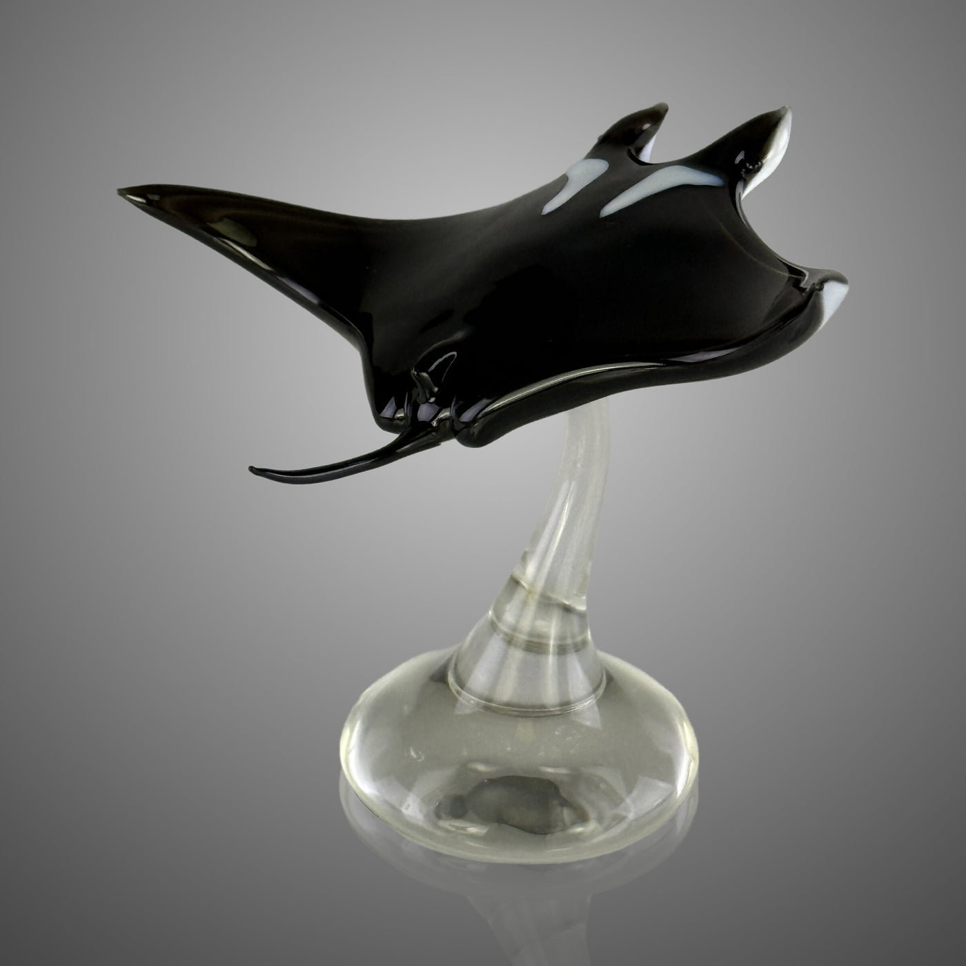 Manta Ray
