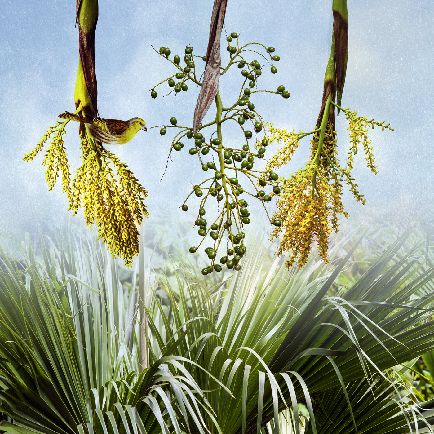 loulu palm plant Loulu Palm · Artful Home