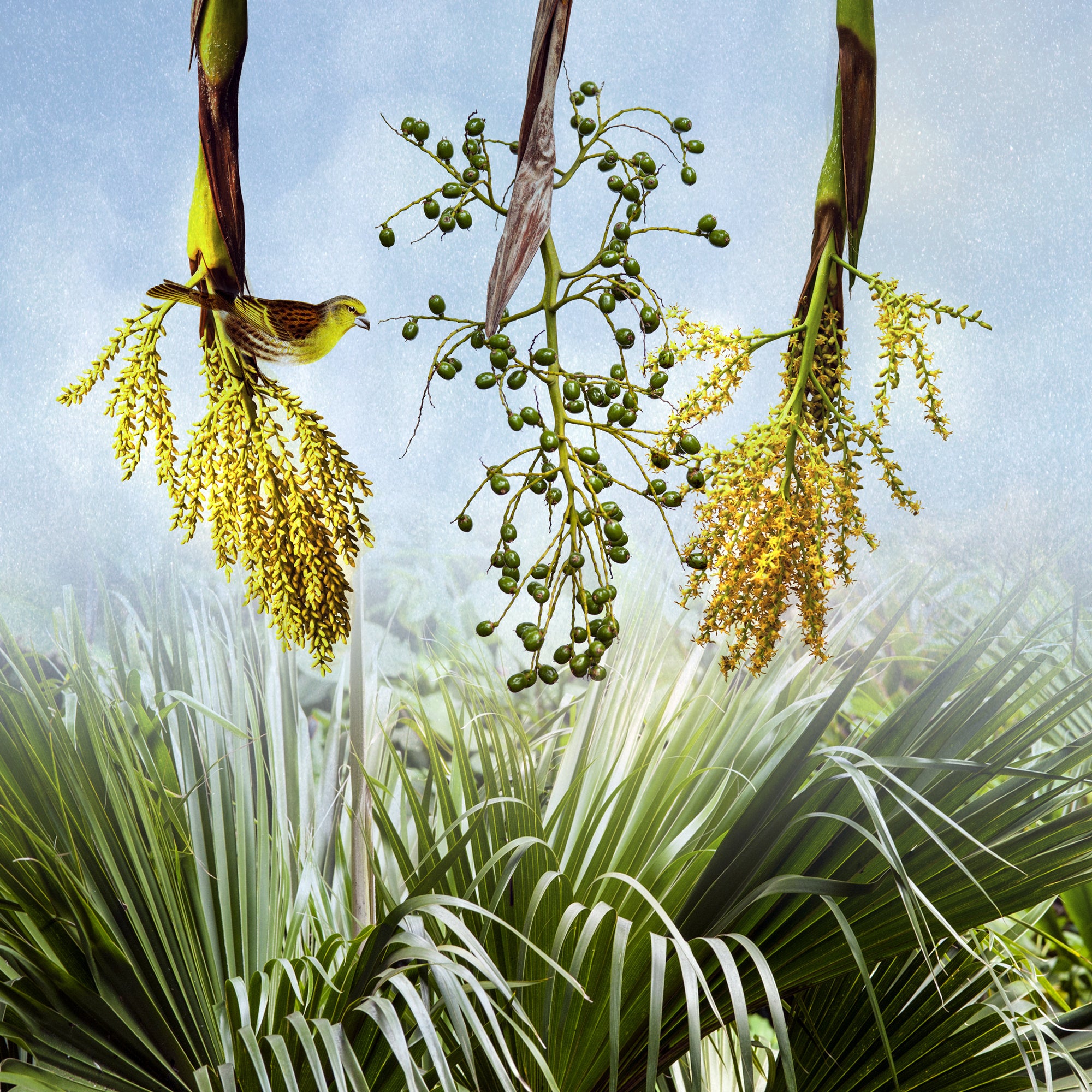 Loulu Palm