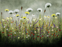 False Queen Annes Lace