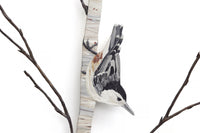 Nuthatch