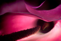 Trumpet Flower