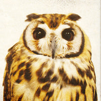 Owl Love II