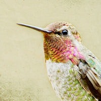 Love Hummingbird