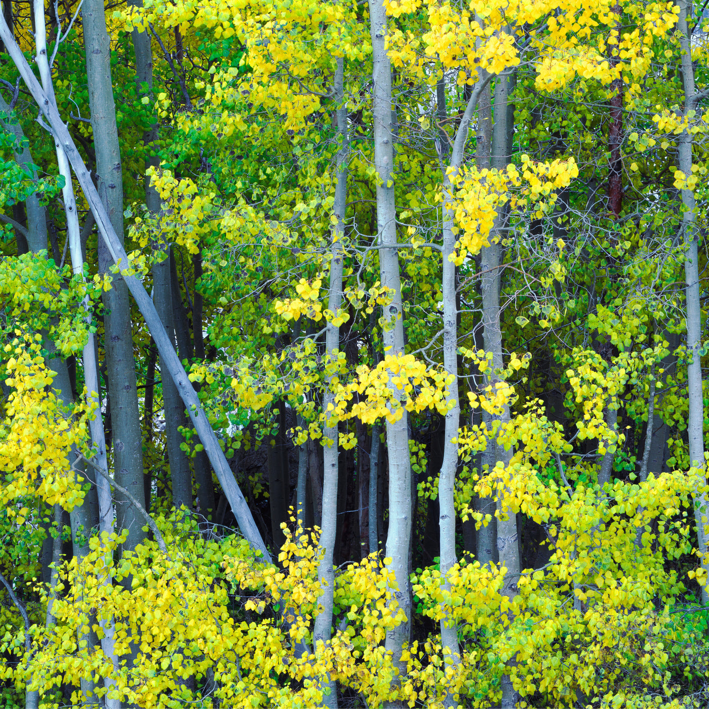 Aspen Grove II
