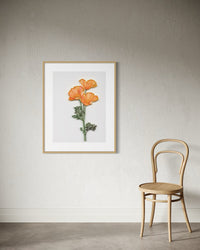 California Poppies