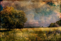 Back Meadow
