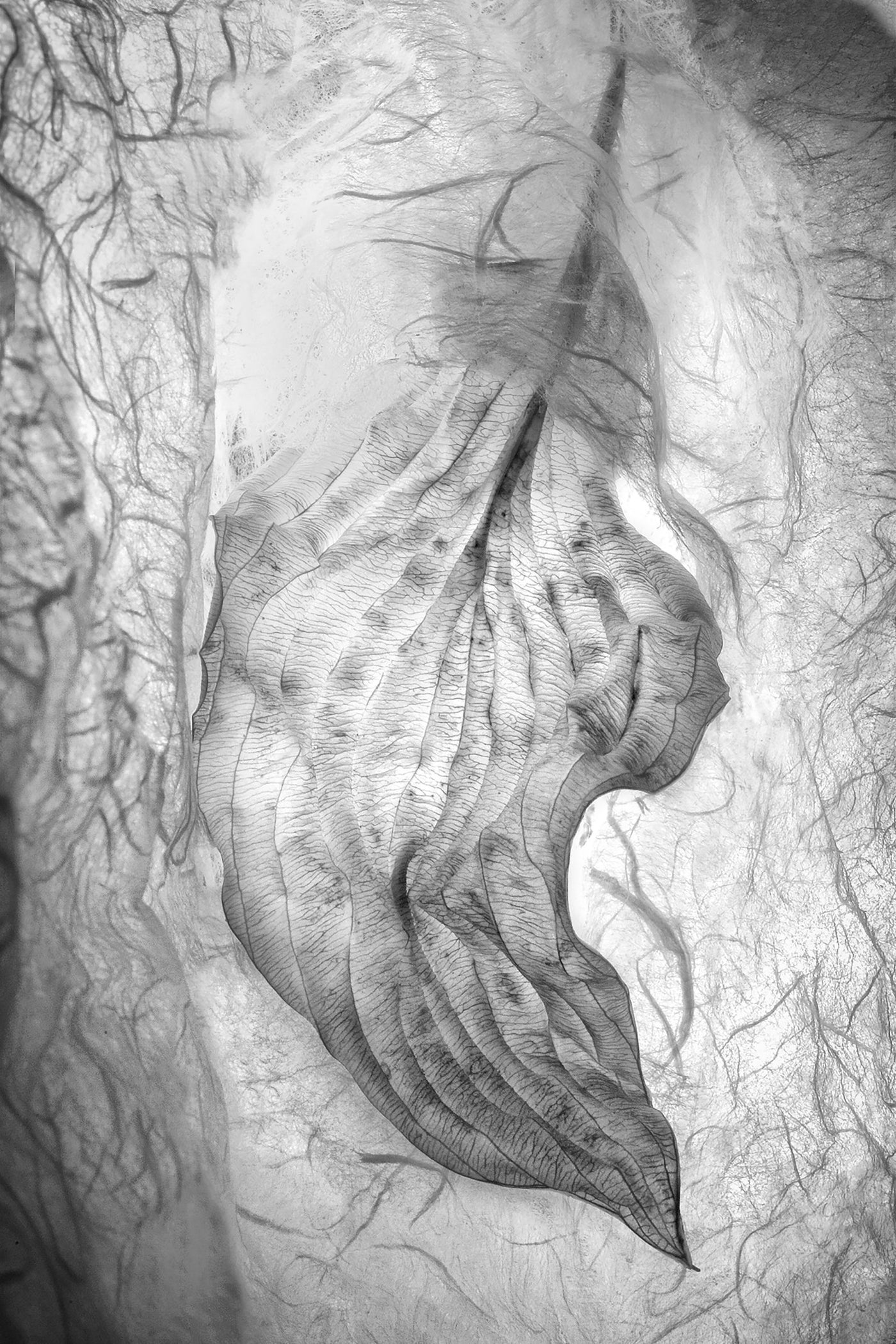 Hosta Leaf II